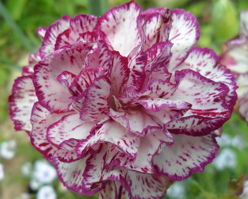 Latin Dance Workshop